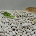 NEW CROP SMALL white kidney beans Long Shape